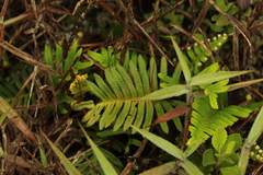 Pleopeltis orientalis