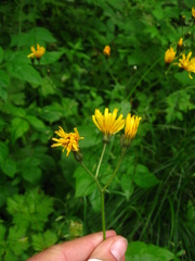 Crepis lyrata