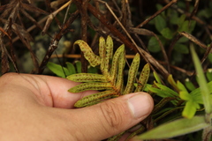 Pleopeltis orientalis