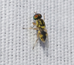 Euparyphus cinctus