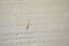 Microtheoris