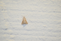 Microtheoris