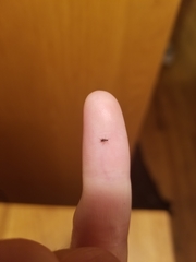 Nematocera