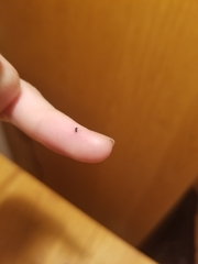 Nematocera