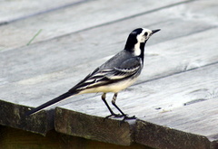 Motacilla alba