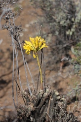 Tylecodon cacalioides