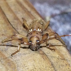 Eburia