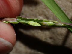 Panicum aequinerve