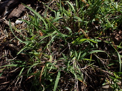 Panicum aequinerve