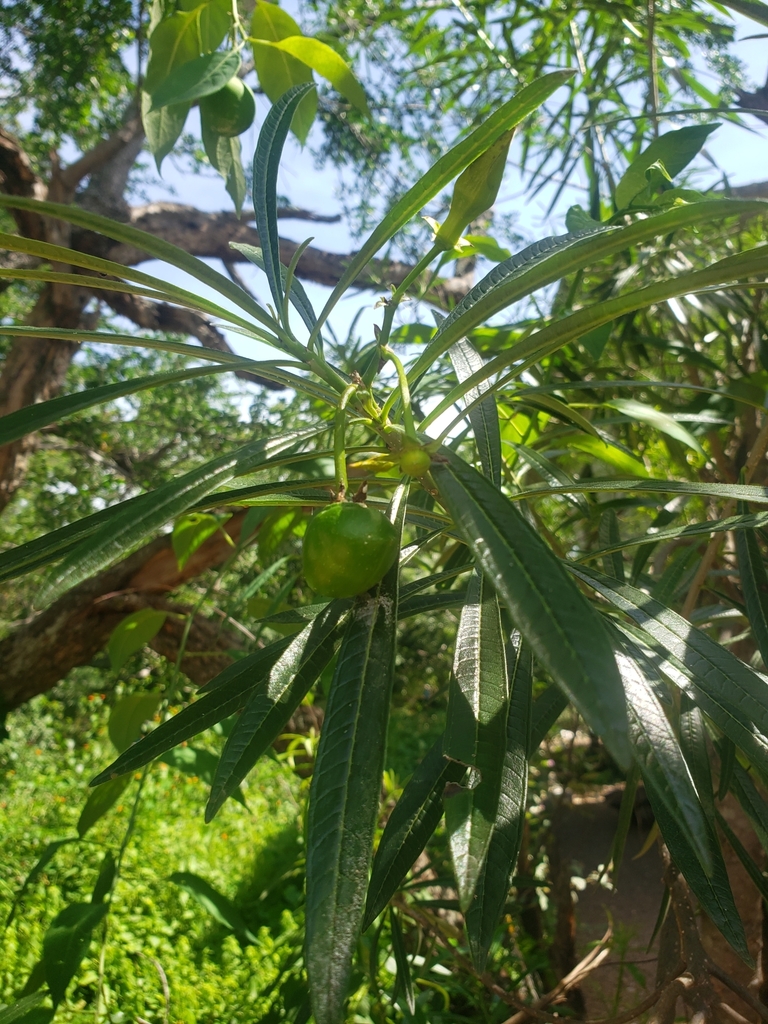 Cascabela balsaensis