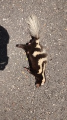 Spilogale angustifrons