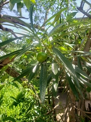 Cascabela balsaensis