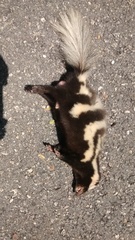 Spilogale angustifrons