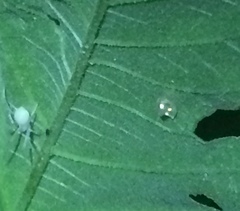 Acanthocephala femorata