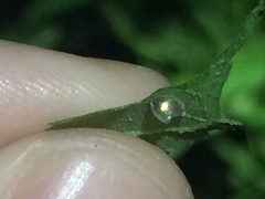 Acanthocephala femorata