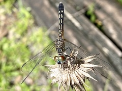 Pachydiplax longipennis image
