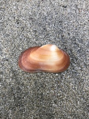 Barbatia