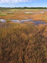 Eleocharis halophila
