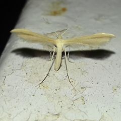 Pterophorus