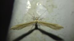 Pterophorus