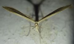Pterophorus