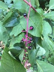 Phytolacca americana