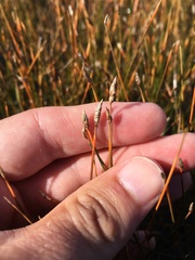 Eleocharis halophila
