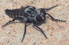 Cyrtopogon