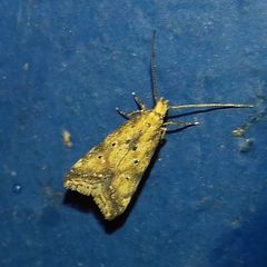 Brachmia blandella