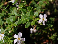 Chaenostoma integrifolium