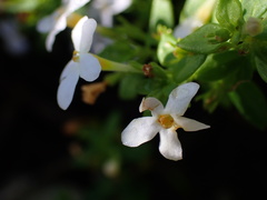 Chaenostoma integrifolium