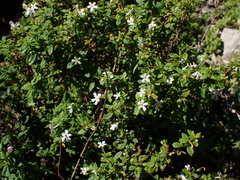 Chaenostoma integrifolium