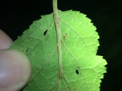 Acanthocephala femorata