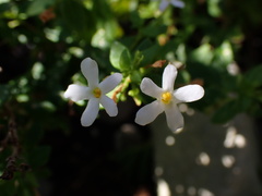 Chaenostoma integrifolium