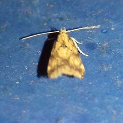 Brachmia blandella