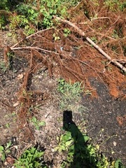 Tracheophyta