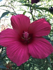 Hibiscus coccineus