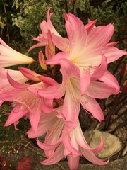 Amaryllis