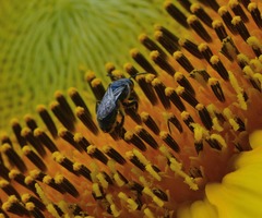 Augochlora nigrocyanea