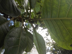 Aegiphila bogotensis