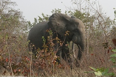 Loxodonta