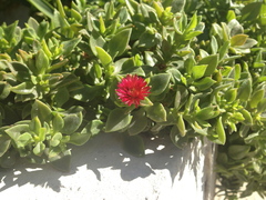 Mesembryanthemum cordifolium