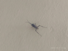 Evania appendigaster