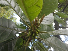 Aegiphila bogotensis