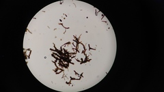 Hormiscium ericae