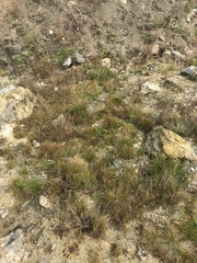 Isolepis cernua cernua