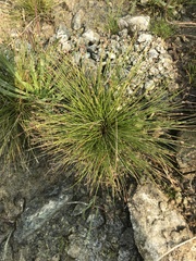 Isolepis cernua cernua