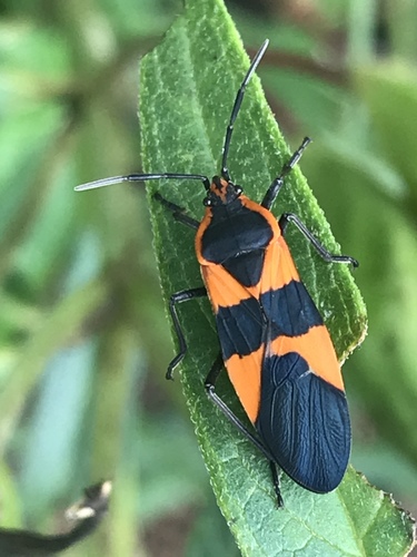 Large Milkweed Bug photographed in Illinois