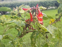 Iochroma fuchsioides