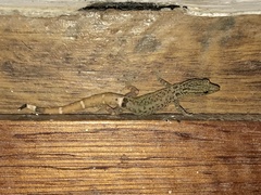 Sphaerodactylus continentalis